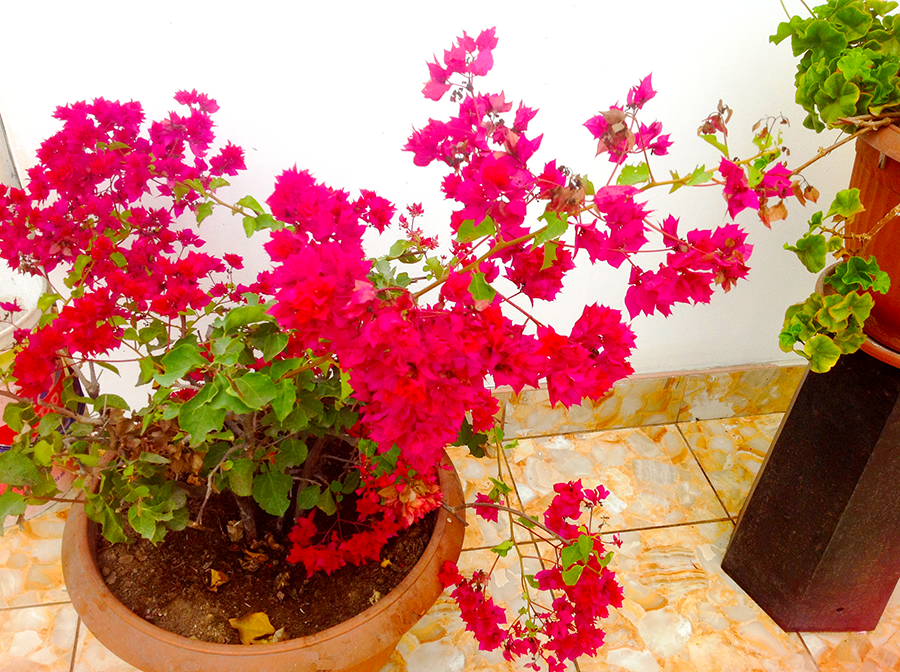 student housing in Lima, Peru and its facilities